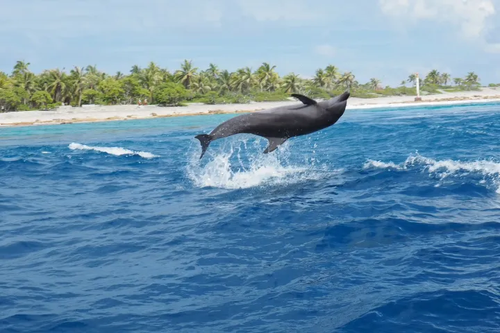 Dolphin and Sea Lion Tour Catalina Island