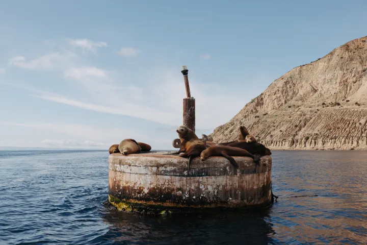 Sea Lions Catalina Island